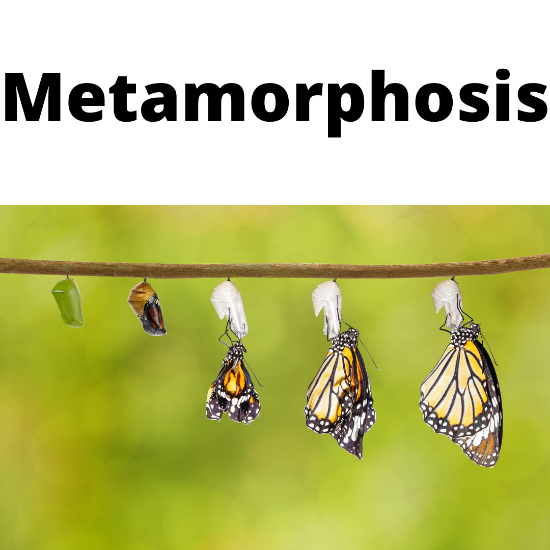 Metamorphosis